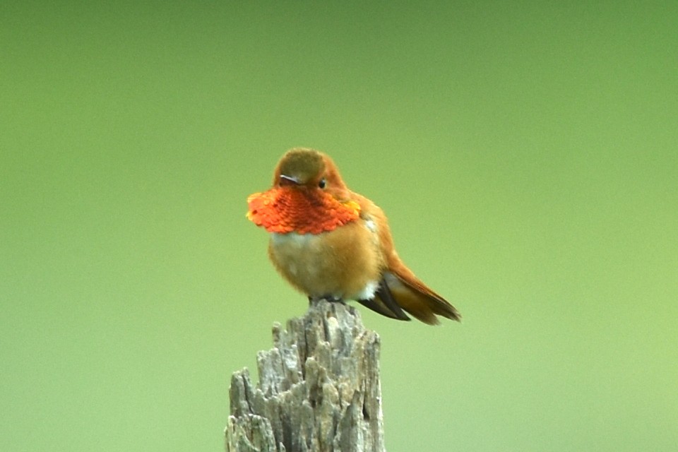 Colibrí Rufo - ML579881611