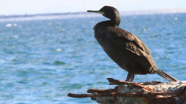 Cormorán Moñudo - ML579882241