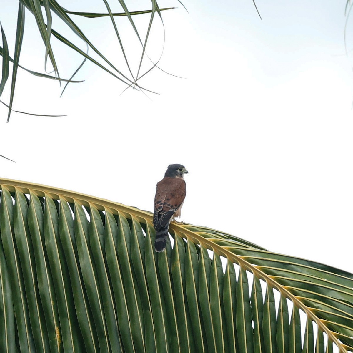 Seychelles Kestrel - Rafael Würtemberger