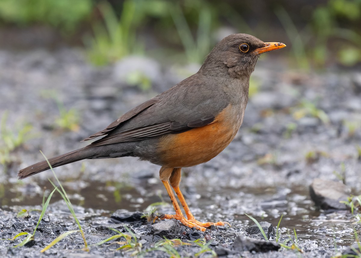 Abyssinian Thrush (Abyssinian) - Ayuwat Jearwattanakanok