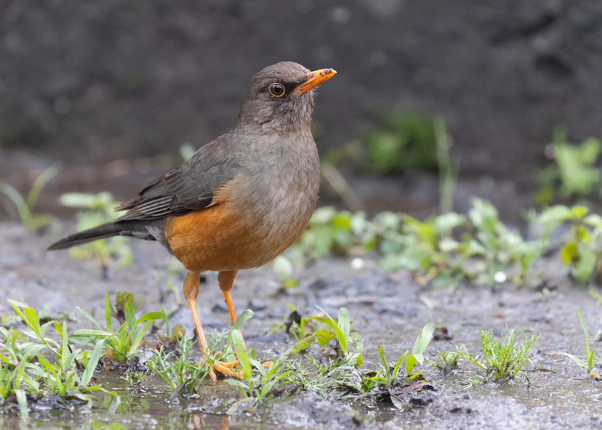 Abyssinian Thrush (Abyssinian) - ML579882911