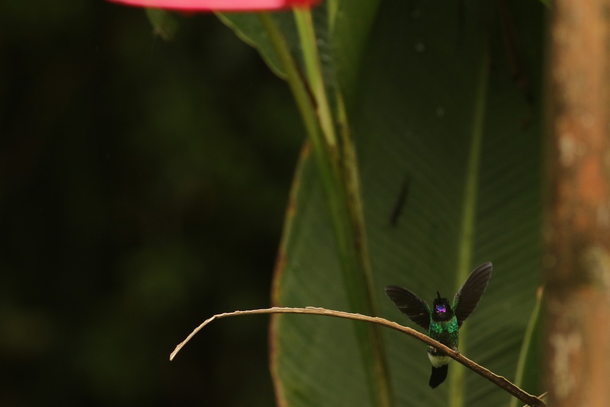 Colibrí Turmalina - ML57988391