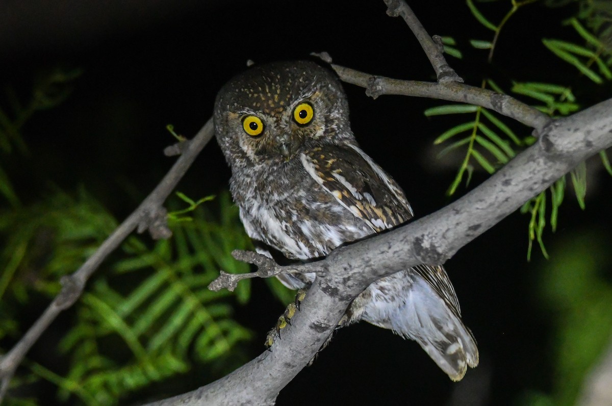 Elf Owl - Leonardo Guzmán (Kingfisher Birdwatching Nuevo León)