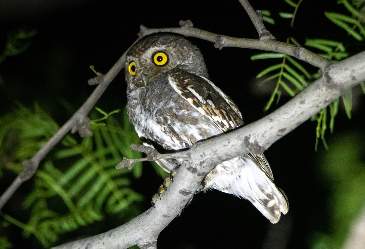 Elf Owl - ML579883951