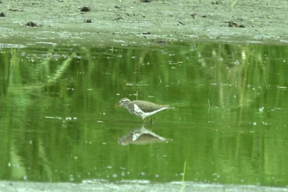 Spotted Sandpiper - Blair Whyte