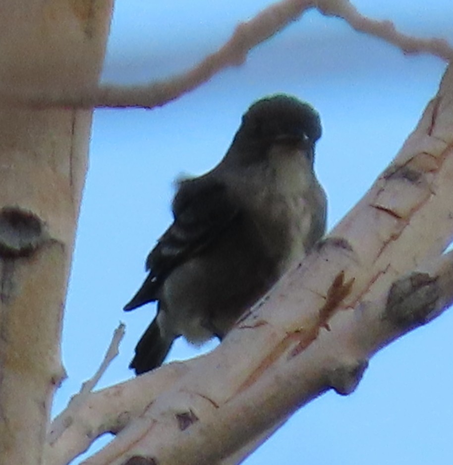 Olive-sided Flycatcher - ML579885401