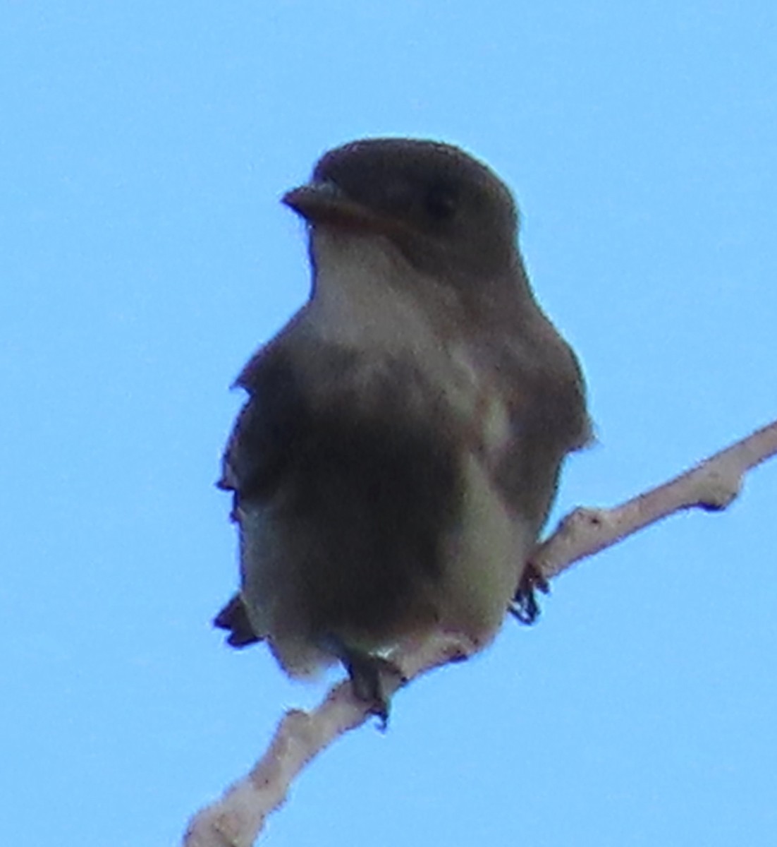 Olive-sided Flycatcher - ML579885471