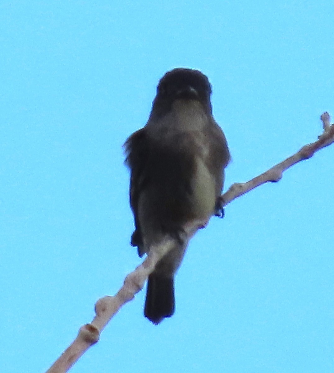 Olive-sided Flycatcher - ML579885511