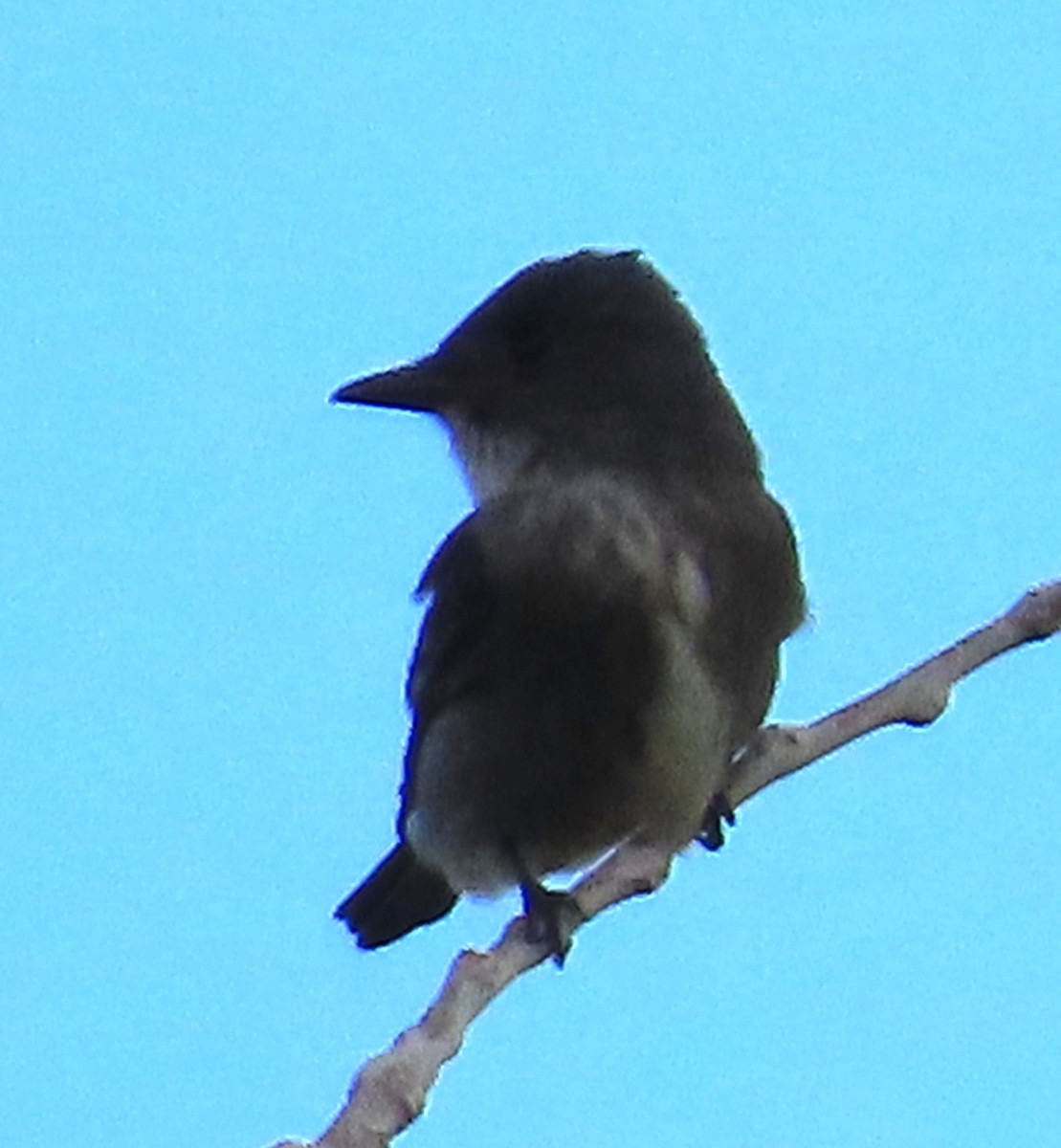 Olive-sided Flycatcher - ML579885551