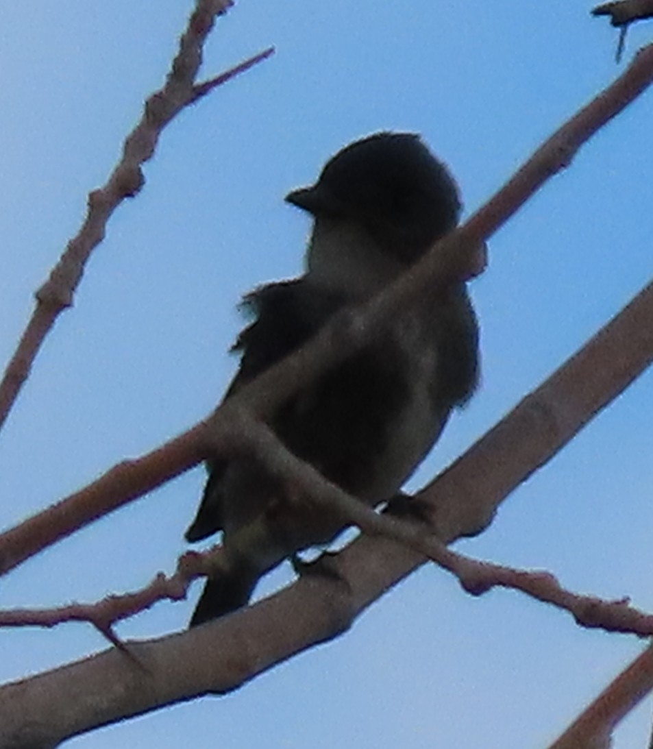 Olive-sided Flycatcher - ML579885591