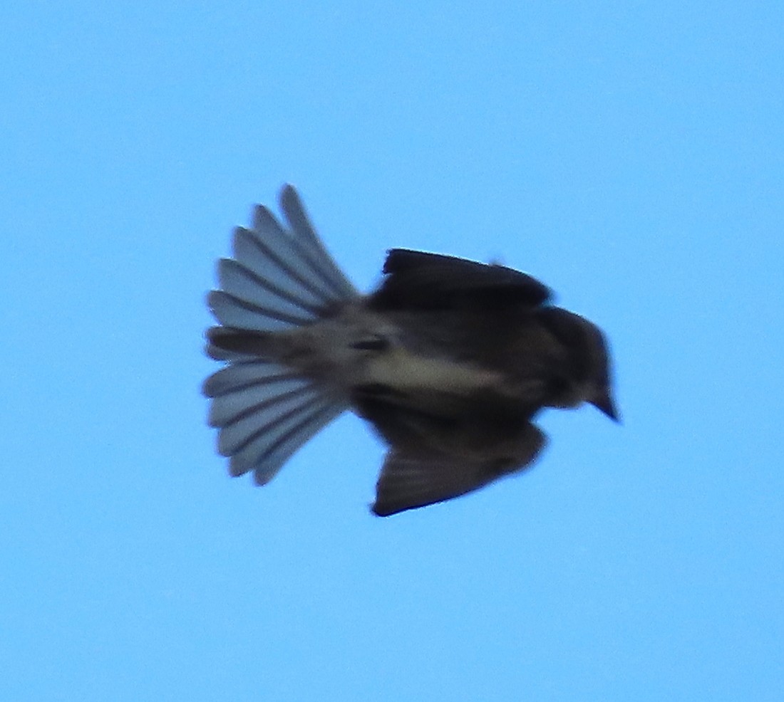 Olive-sided Flycatcher - ML579885841