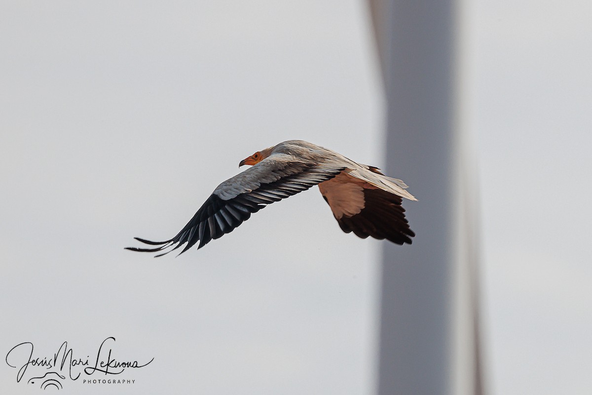 Egyptian Vulture - ML579887171