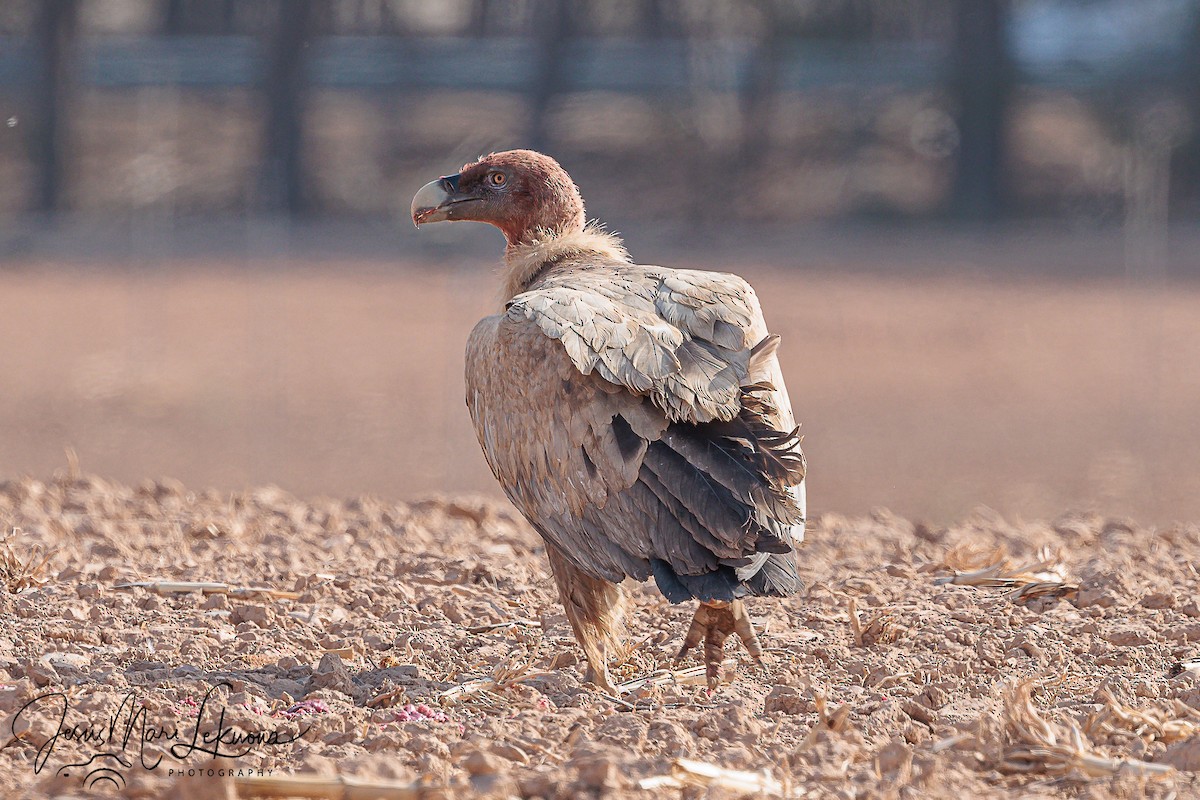 Eurasian Griffon - ML579887211