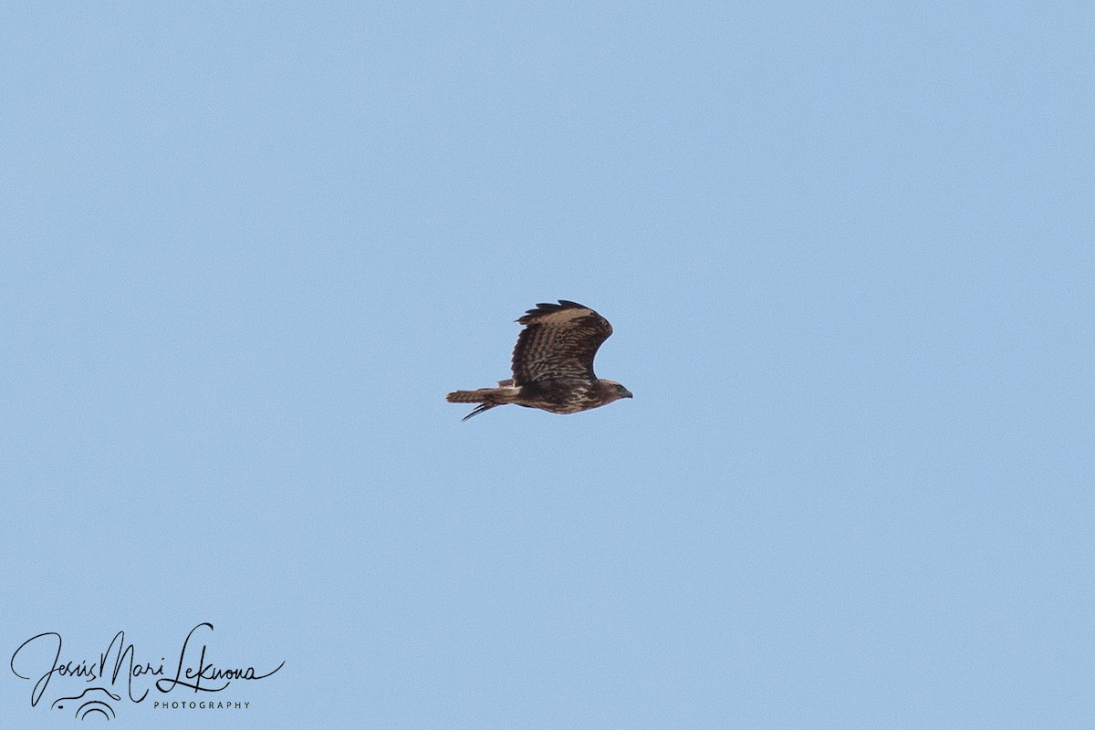 Common Buzzard - ML579887221