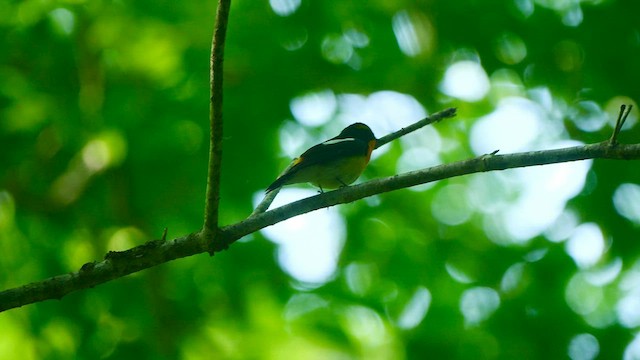 Narcissus Flycatcher - ML579889271