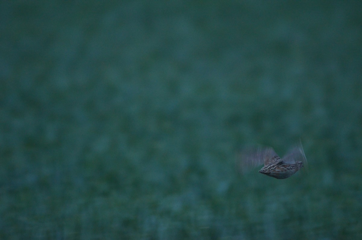 Common Quail - ML579890551