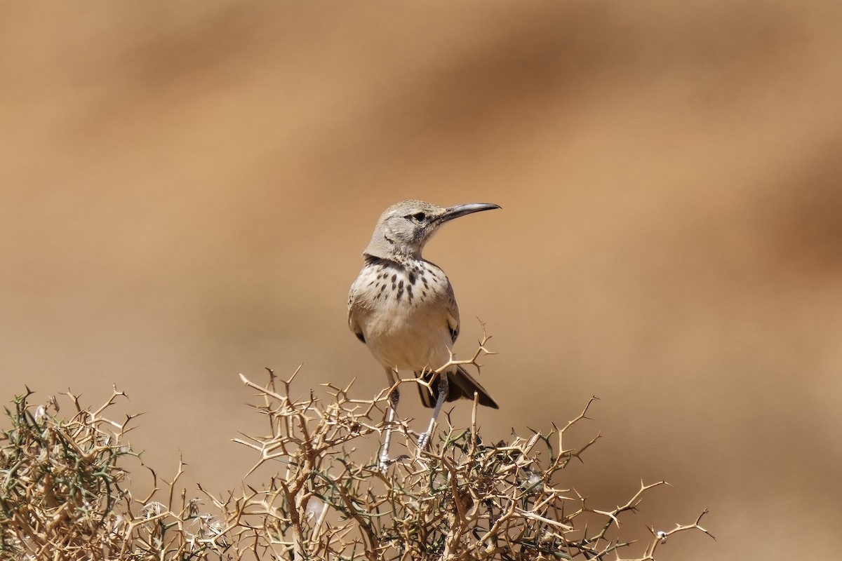 Greater Hoopoe-Lark (Mainland) - Holger Teichmann