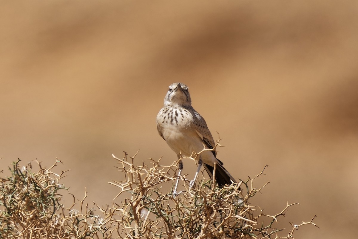 Greater Hoopoe-Lark (Mainland) - ML579890751