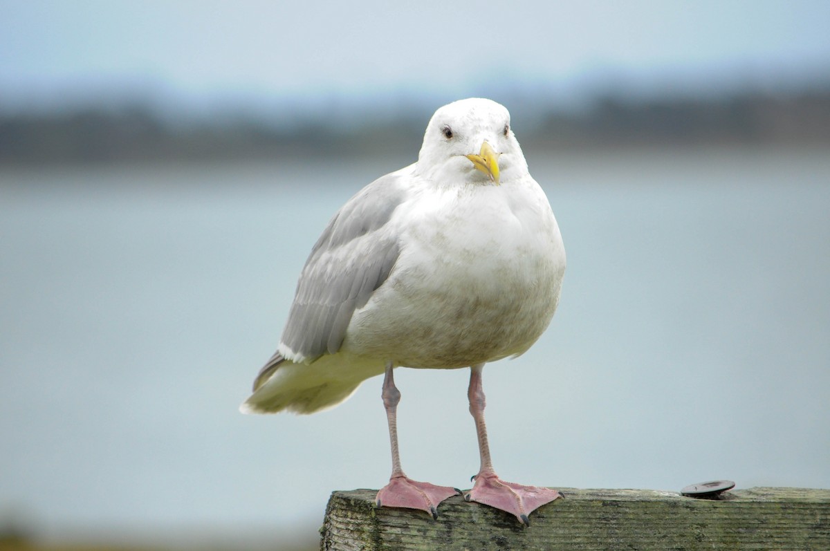 Glaucous-winged Gull - Gaelin Armstrong