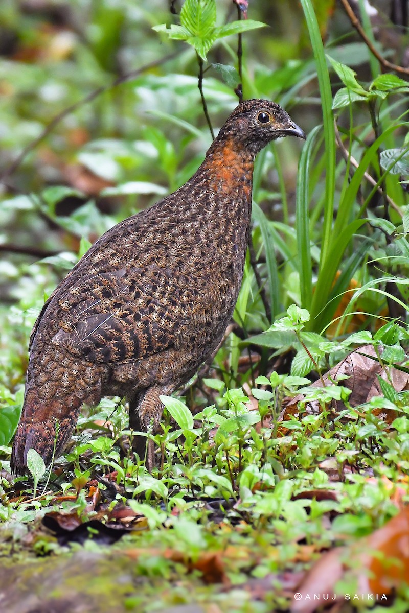 Blyth's Tragopan - ML579891461