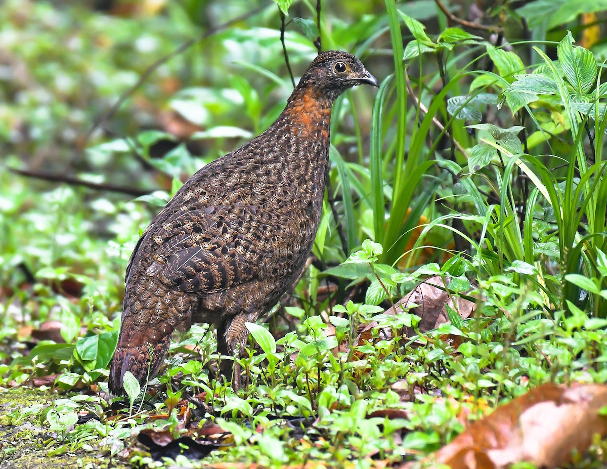 Blyth's Tragopan - ML579891471