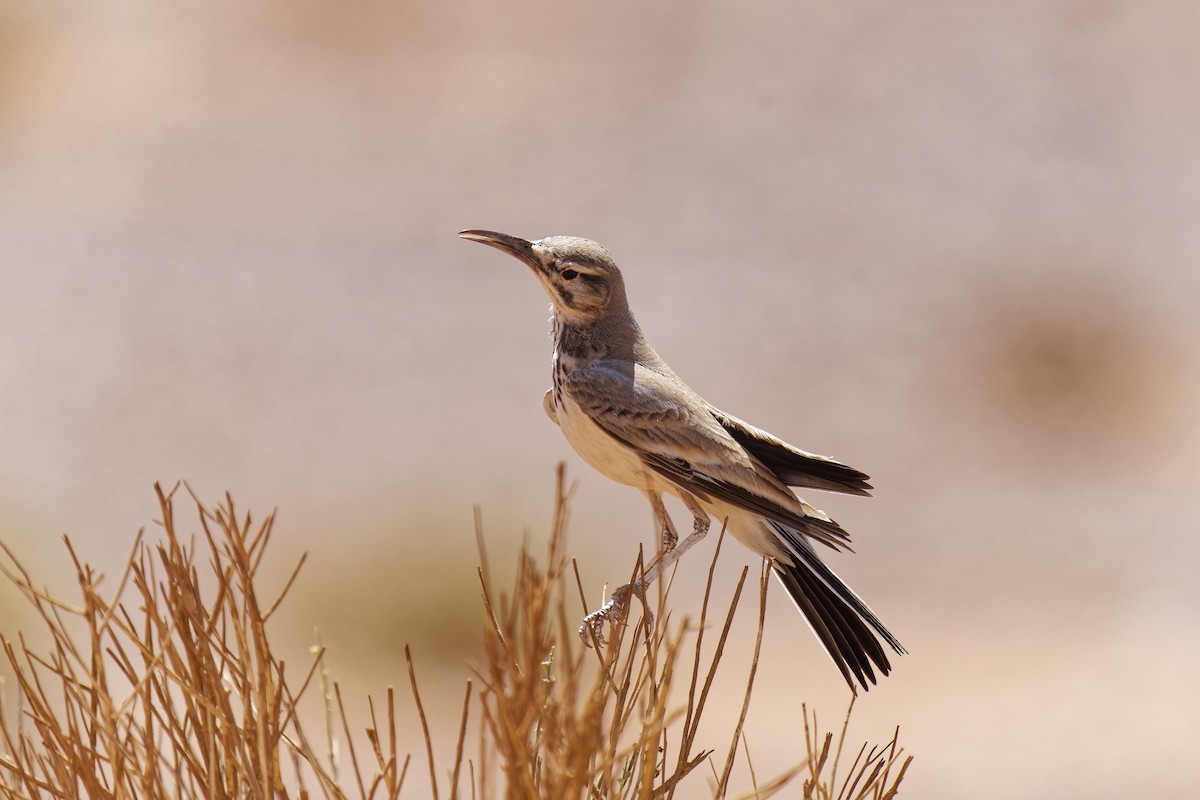 Greater Hoopoe-Lark (Mainland) - ML579892051