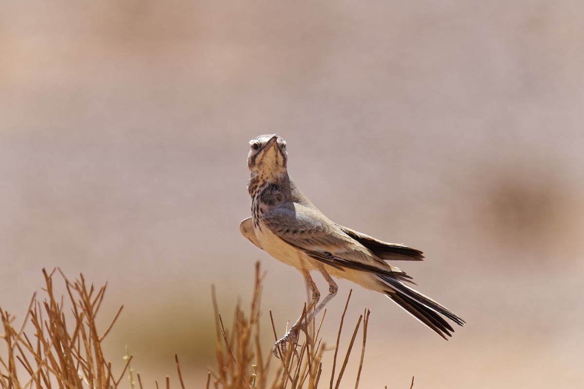 Greater Hoopoe-Lark (Mainland) - ML579892081