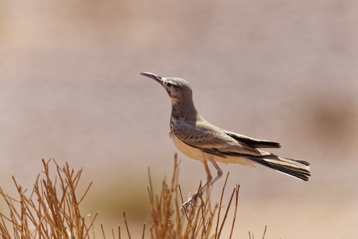 Greater Hoopoe-Lark (Mainland) - ML579892131