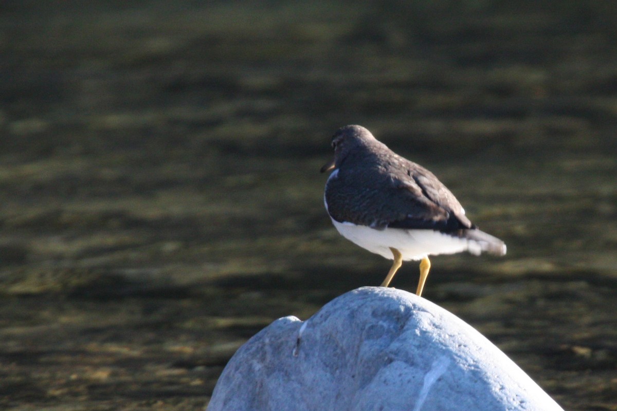 Common Sandpiper - ML579892751