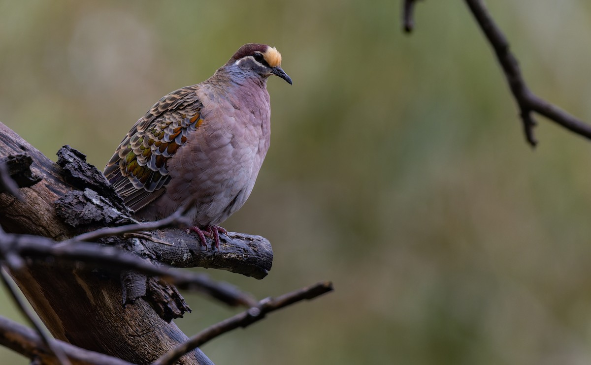 Common Bronzewing - ML579893421