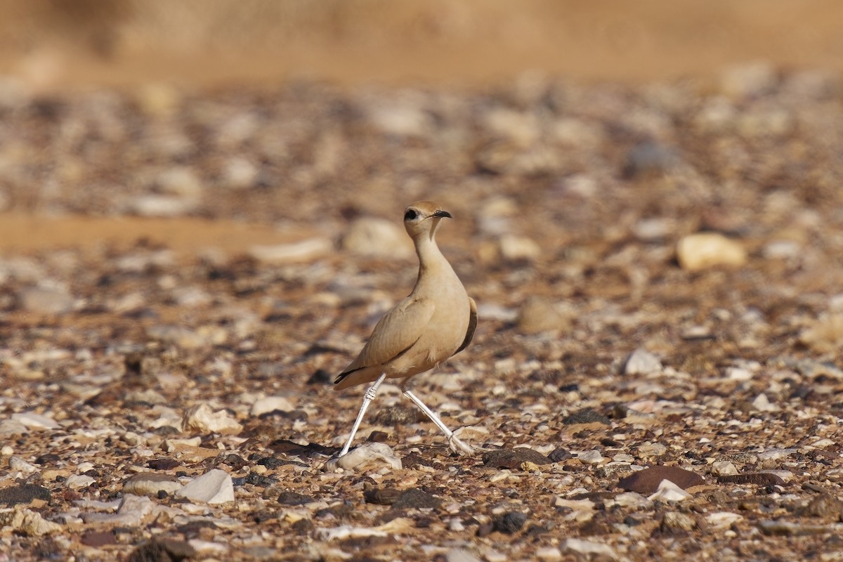 Cream-colored Courser - ML579895811