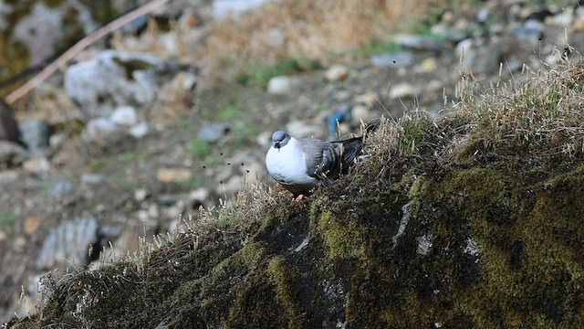 Pigeon des neiges - ML579896481