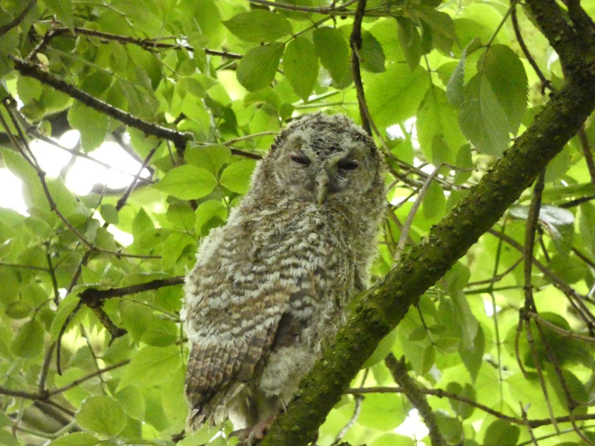 Tawny Owl - ML579896621