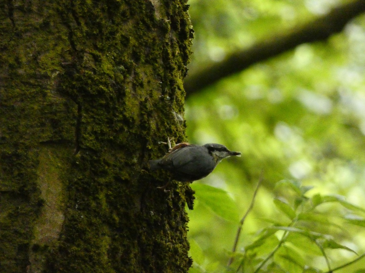 Eurasian Nuthatch - ML579896651