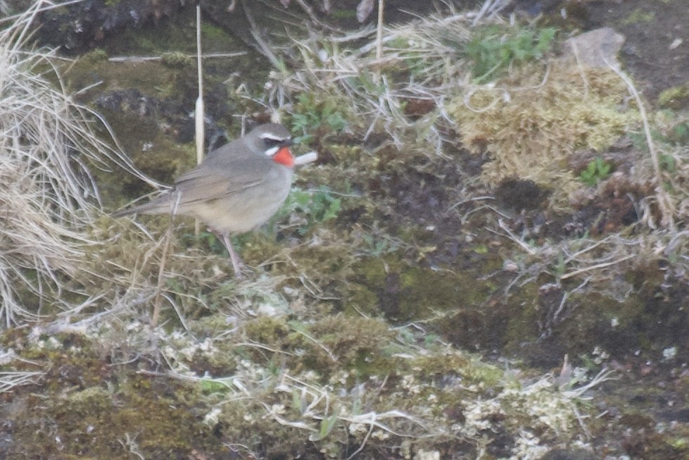 Siberian Rubythroat - ML579897291