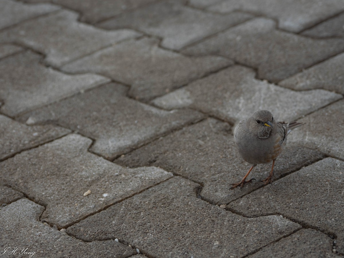 Alpine Accentor - ML579897371