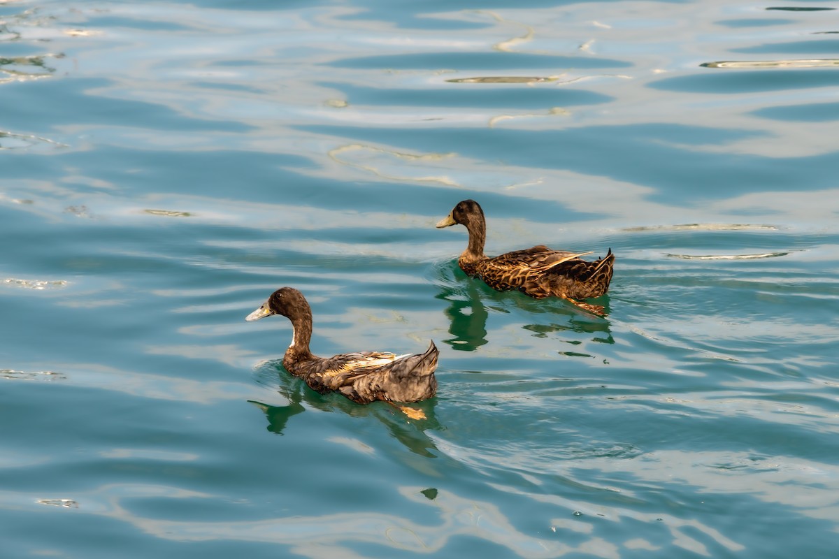 Mallard (Domestic type) - ERIK Ding