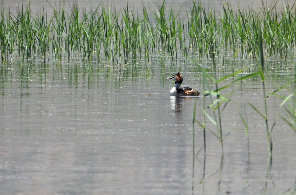 Great Crested Grebe - ML579897891