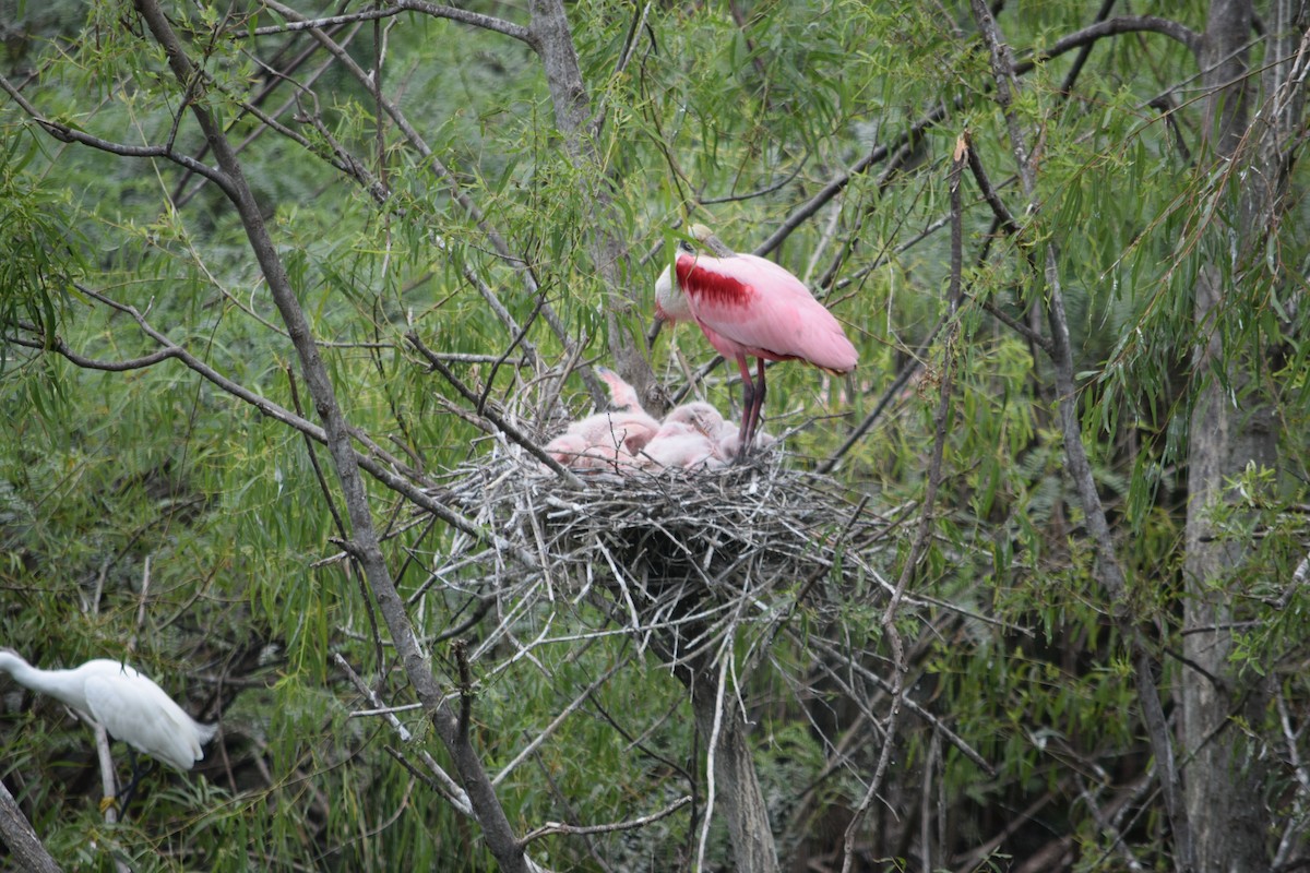 Roseate Spoonbill - ML57989851