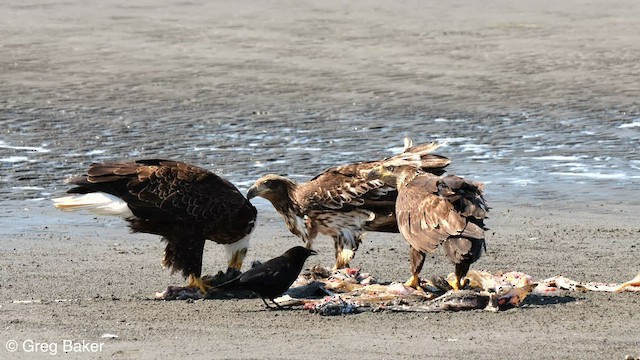 Bald Eagle - ML579898591