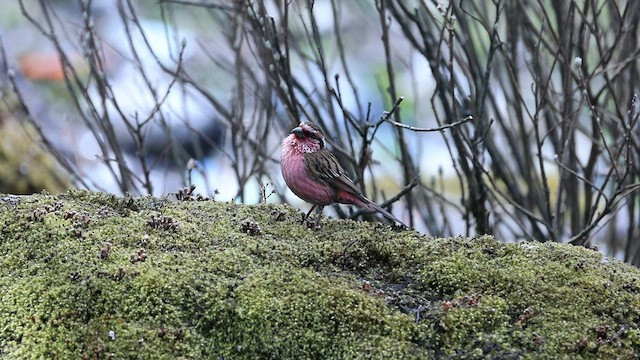 Himalayan White-browed Rosefinch - ML579899441