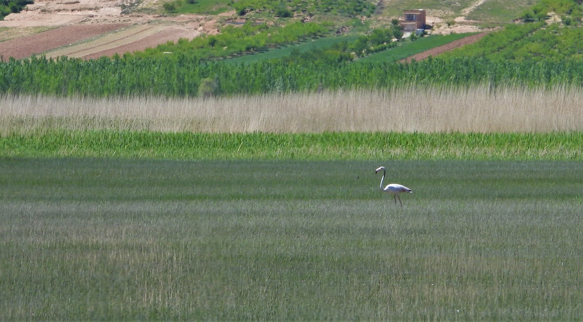 Greater Flamingo - ML579899951