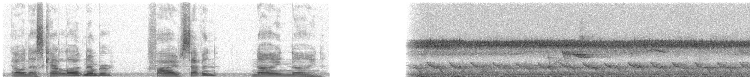 Duetting Giant-Honeyeater - ML5799