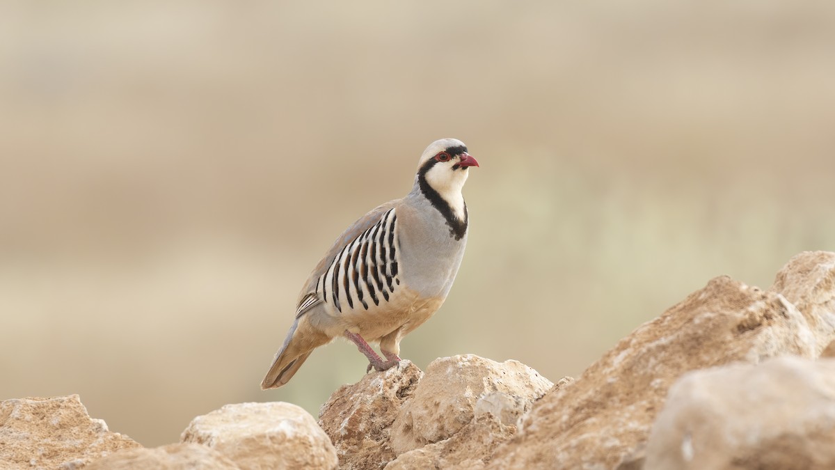 Chukar - ML579900321