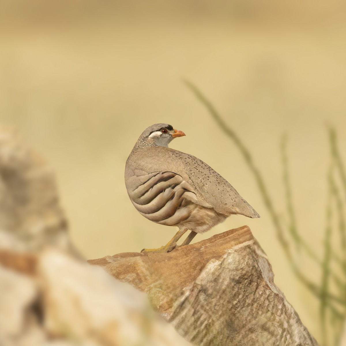 See-see Partridge - ML579901741