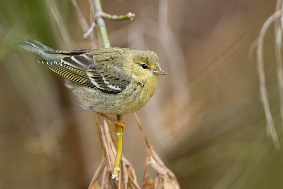 Blackpoll Warbler - Jonathan Irons