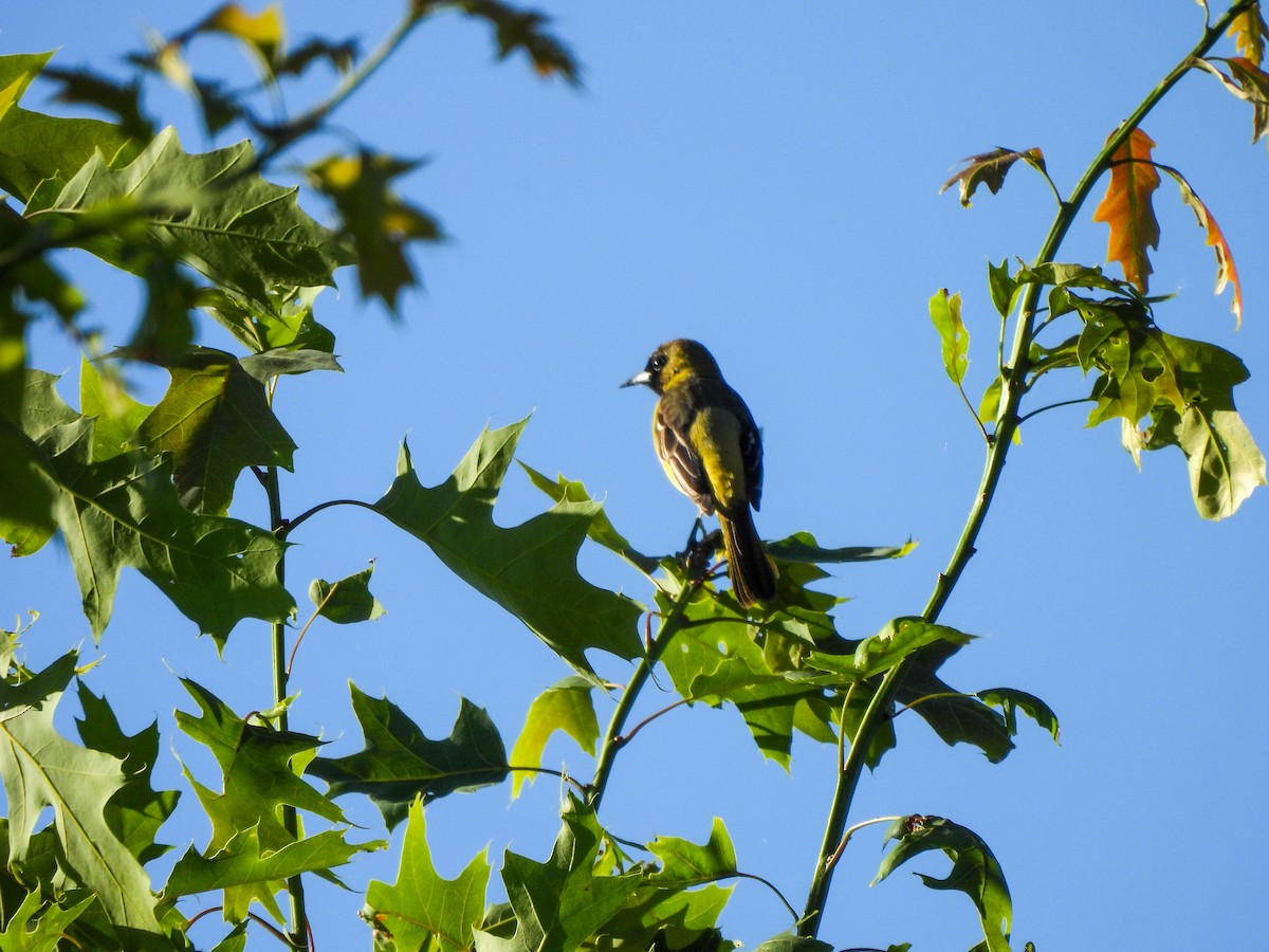 Orchard Oriole - Susan Brauning