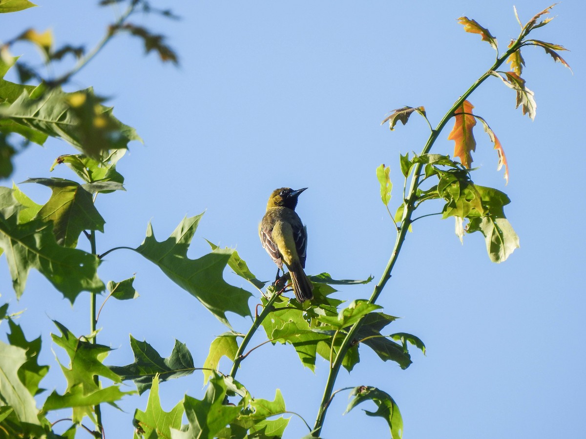 Orchard Oriole - ML579902531