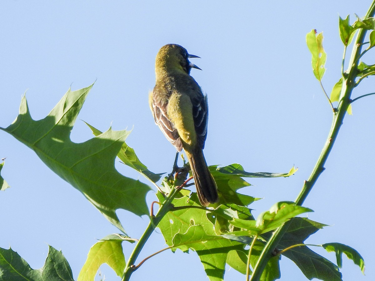 Orchard Oriole - ML579902541