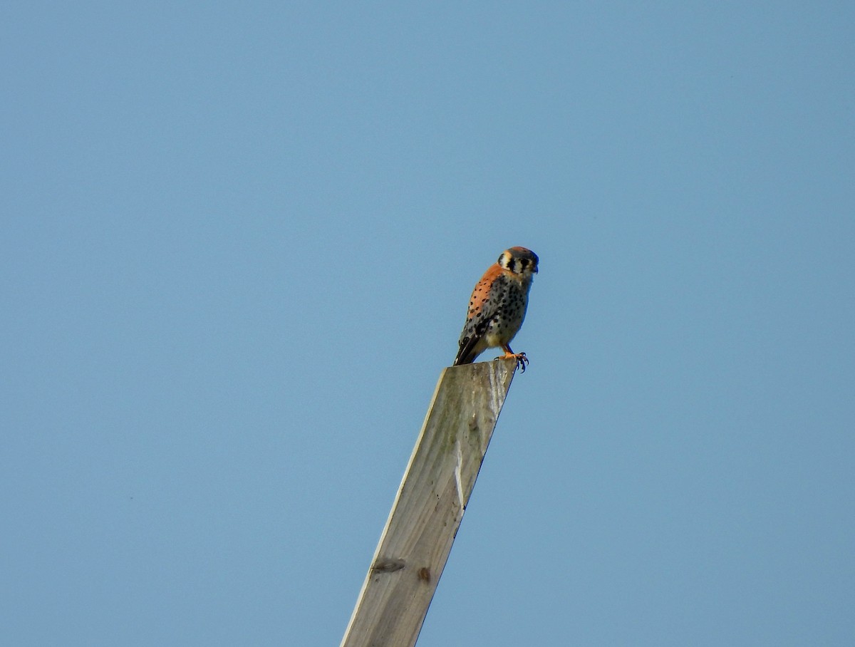 American Kestrel - ML579902701